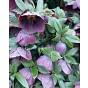 Helleborus Pretty Ellen Purple 