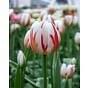 Tulip Happy Generation ® Bulb