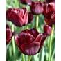 Tulip Black Jack