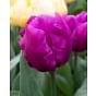 Tulip Purple Prince 11/12 cm Bulb