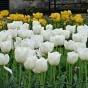 Tulip White Dynasty
