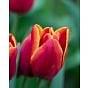 Tulip Devenish