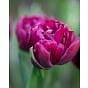 Tulip Alison Bradley