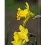 Narcissus Obvallaris (Tenby Daffodil) 