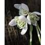 Snowdrop Galanthus Double (Flore Pleno) Bulb