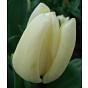 Tulip Francoise Bulb