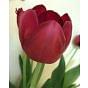 Tulip Bigi Brasa