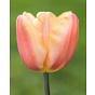 Tulip Apricot Foxx 