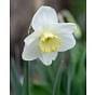 Narcissus Frosty Snow