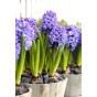 Prepared Hyacinth Delft Blue Bulb