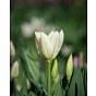 Tulip Purissima (White Emperor)