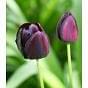 Tulip Queen of Night 10/11 cm Bulb