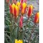 Tulip Clusiana Chrysantha Bulb