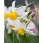 Narcissus Canaliculatus Bulb