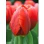 Tulip Surrender