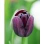 Tulip Queen of Night 10/11 cm Bulb