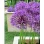 Allium Purple Rain Bulbs and Plants Online