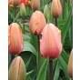 Apricot and Velvet Tulip Collection