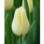 Tulip Agrass Creme