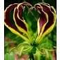 Gloriosa Carsonii Bulb