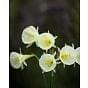 Narcissus Arctic Bells 6/7 cm