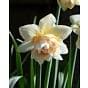 Narcissus Replete Bulb