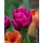 Tulip Margarita Bulb