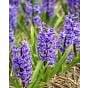 Hyacinth Blue Jacket Bulb