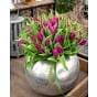 Tulip Purple Prince 11/12 cm Bulb
