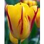 Tulip Washington