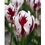 Tulip Grand Perfection