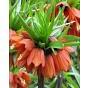 Fritillaria Crown Imperialis William Rex