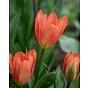 Tulip Apricot Emperor Bulb