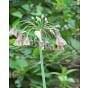 Allium Nectaroscordum Siculum Bulb