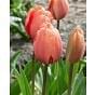 Tulip Apricot Impression ® Bulb