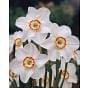 Narcissus Tommy's White
