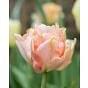 Tulip Charming Beauty Bulb