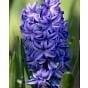 Hyacinth Aqua