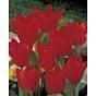 Tulip Red Emperor (Madam Lefeber)