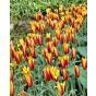 Tulip Clusiana Chrysantha Bulb