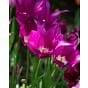Tulip Purple Dream Bulb