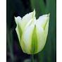 Tulip Spring Green 11/12 cm Bulb