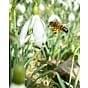 Snowdrop Galanthus Single (Nivalis Simplex) 