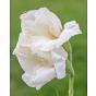 Gladiolus Cream Perfection Bulb