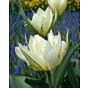 Tulip Exotic Emperor (White Valley)  Bulb