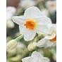 Narcissus Cragford Bulb