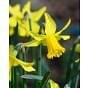 Narcissus February Gold 10/12 cm