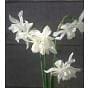 Narcissus Thalia Bulb