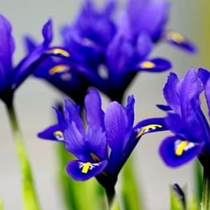 Specie Irises