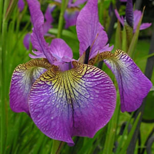 How to plant Iris Germanica and Sibirica